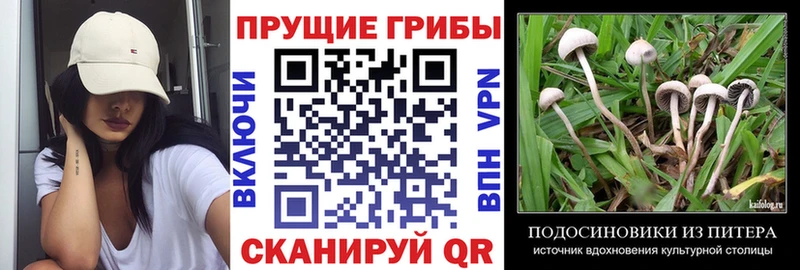 купить закладку Ростов-на-Дону Псилоцибиновые грибы Magic Shrooms